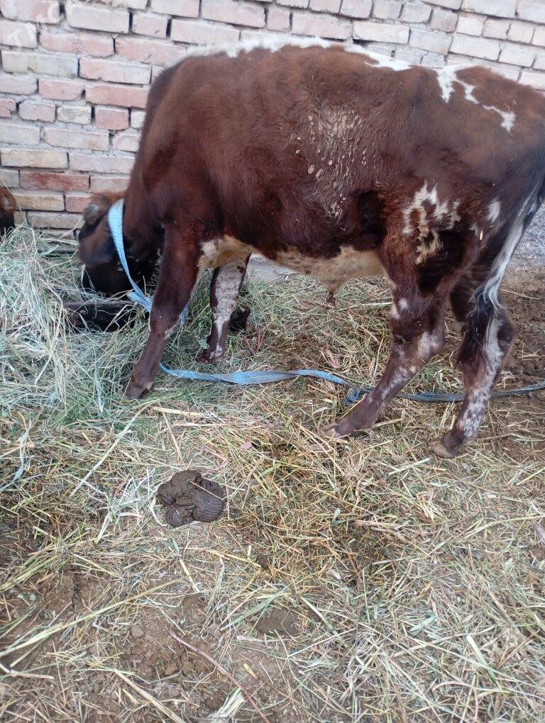 okuz - Байрамали - img 4