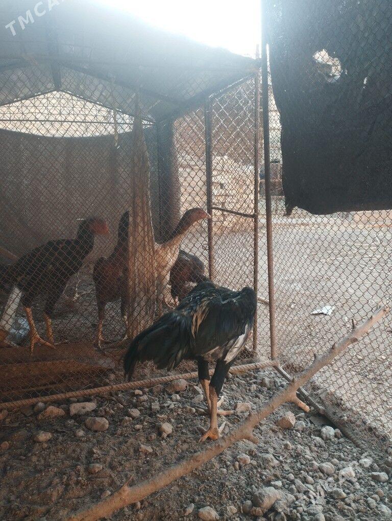 ursgan horaz - Hojambaz - img 3