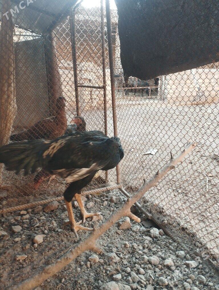 ursgan horaz - Hojambaz - img 2