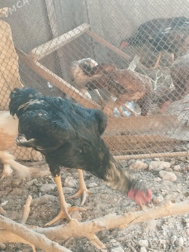 ursgan horaz - Hojambaz - img 5