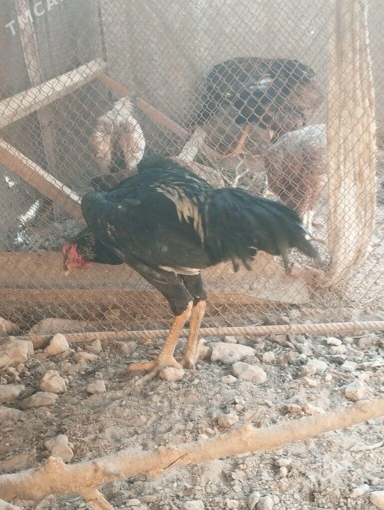 ursgan horaz - Hojambaz - img 6