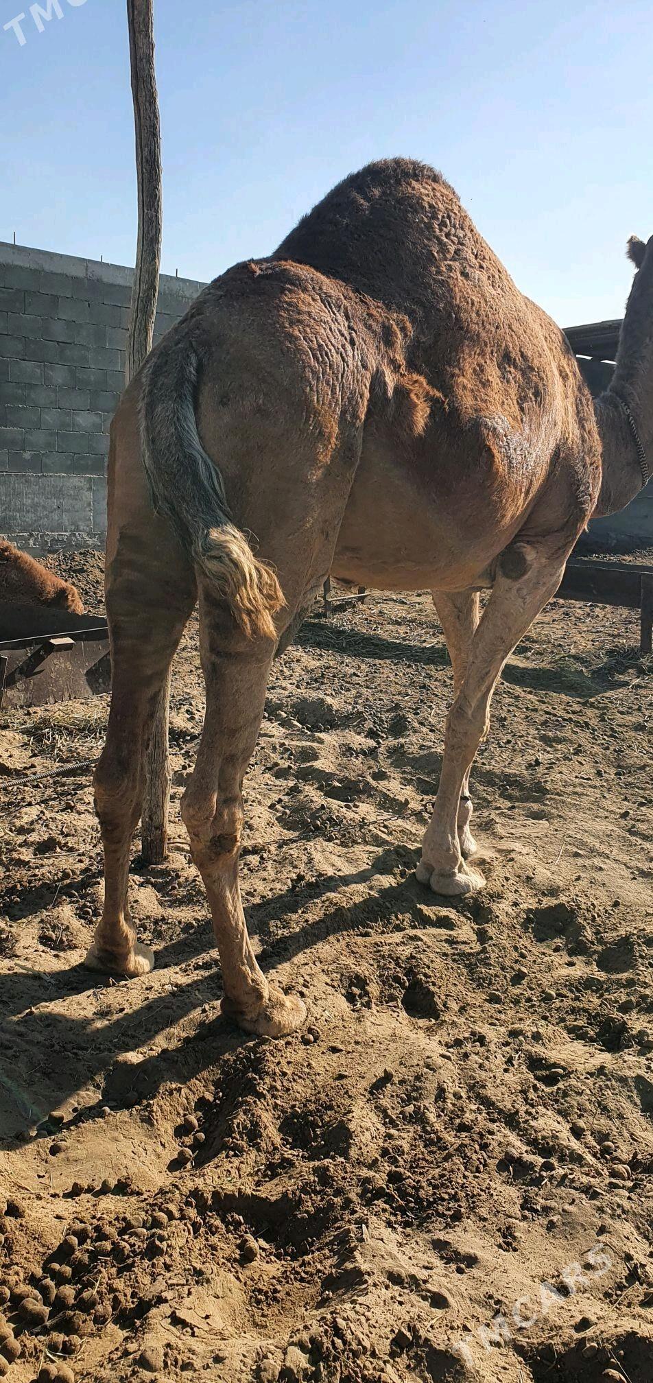 Duye 3 sany - Gökdepe - img 2