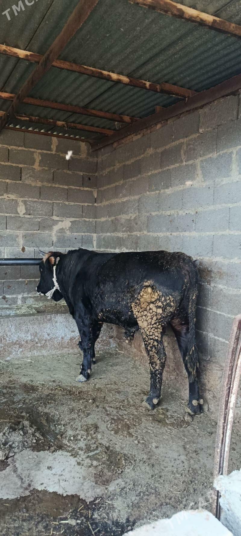 şwes okuz - Bäherden - img 1