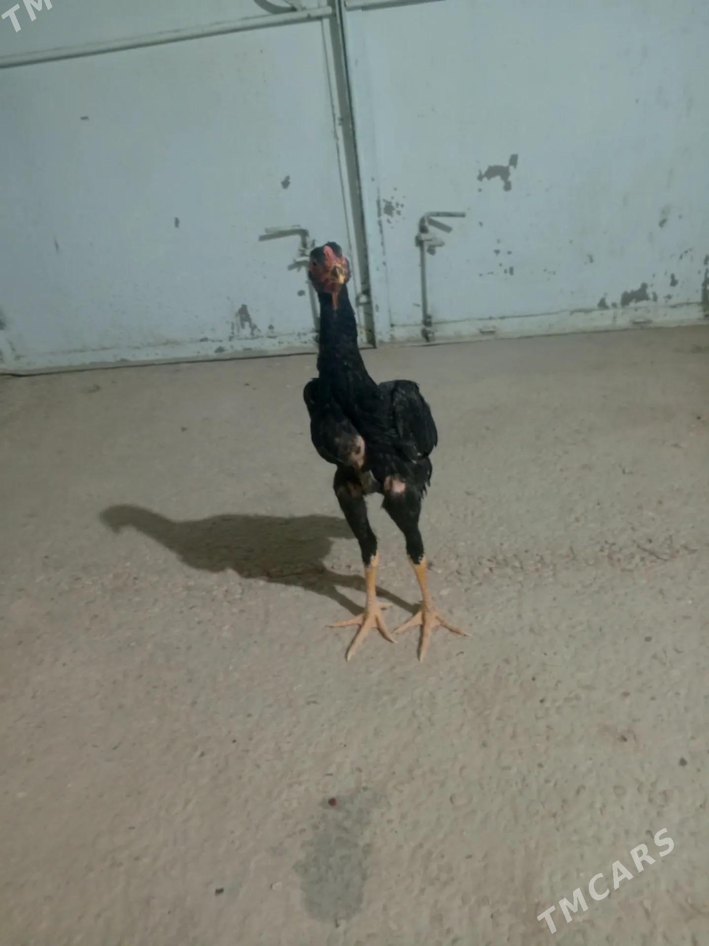 Шамо жуйже - Балканабат - img 2