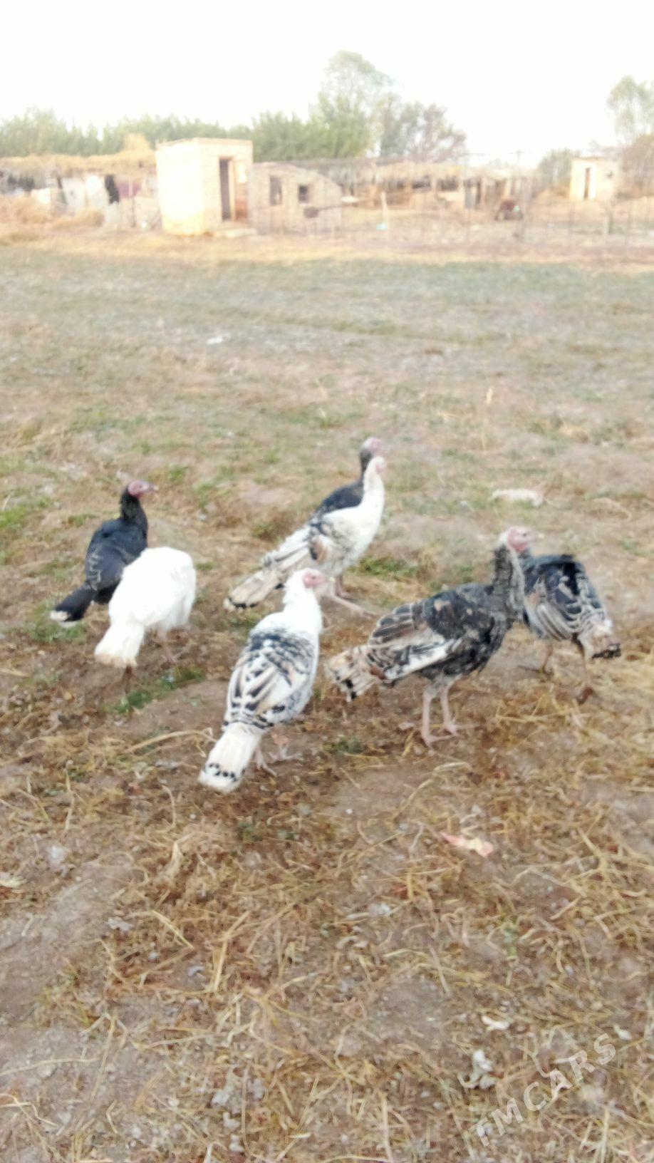 induk - Чарджоу - img 2