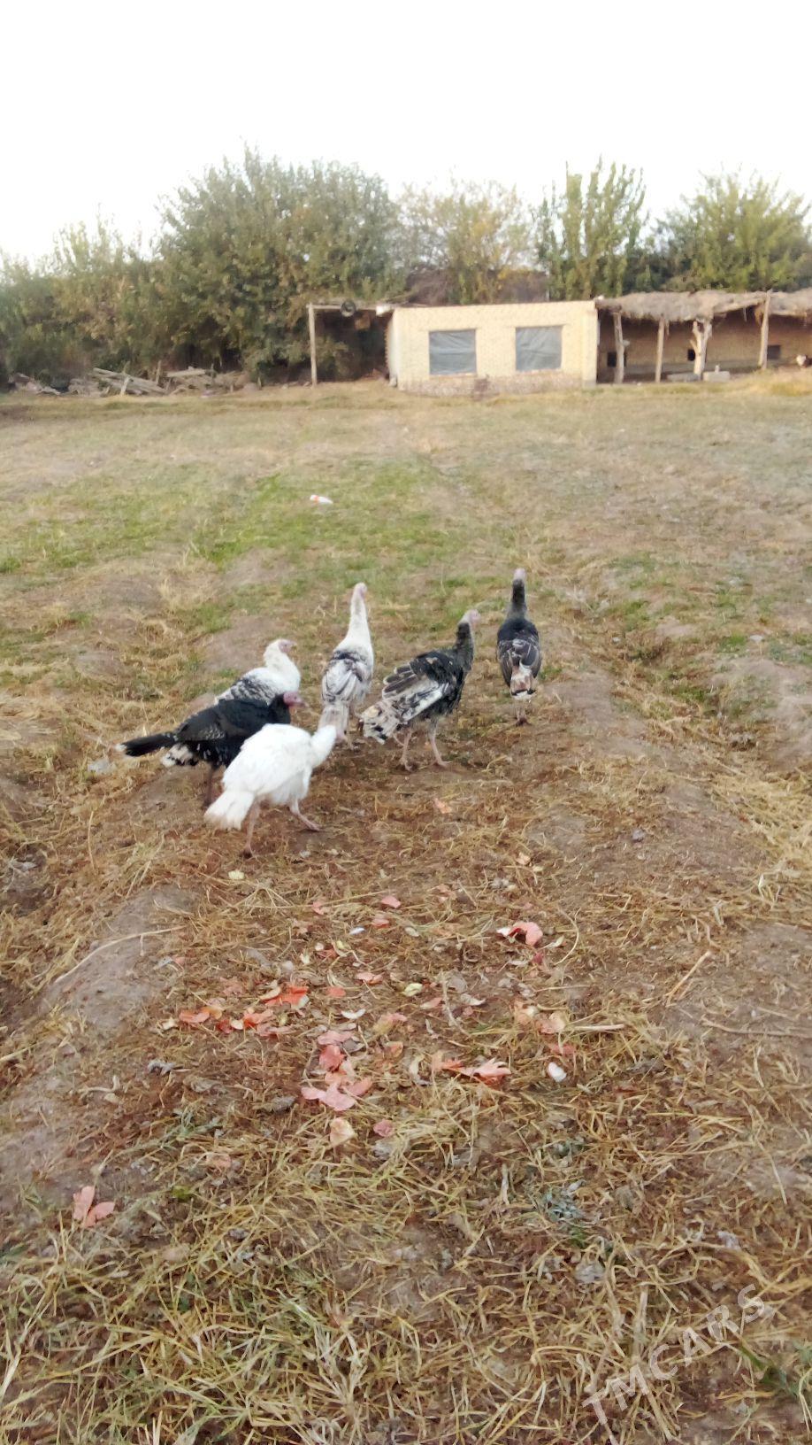 induk - Чарджоу - img 1