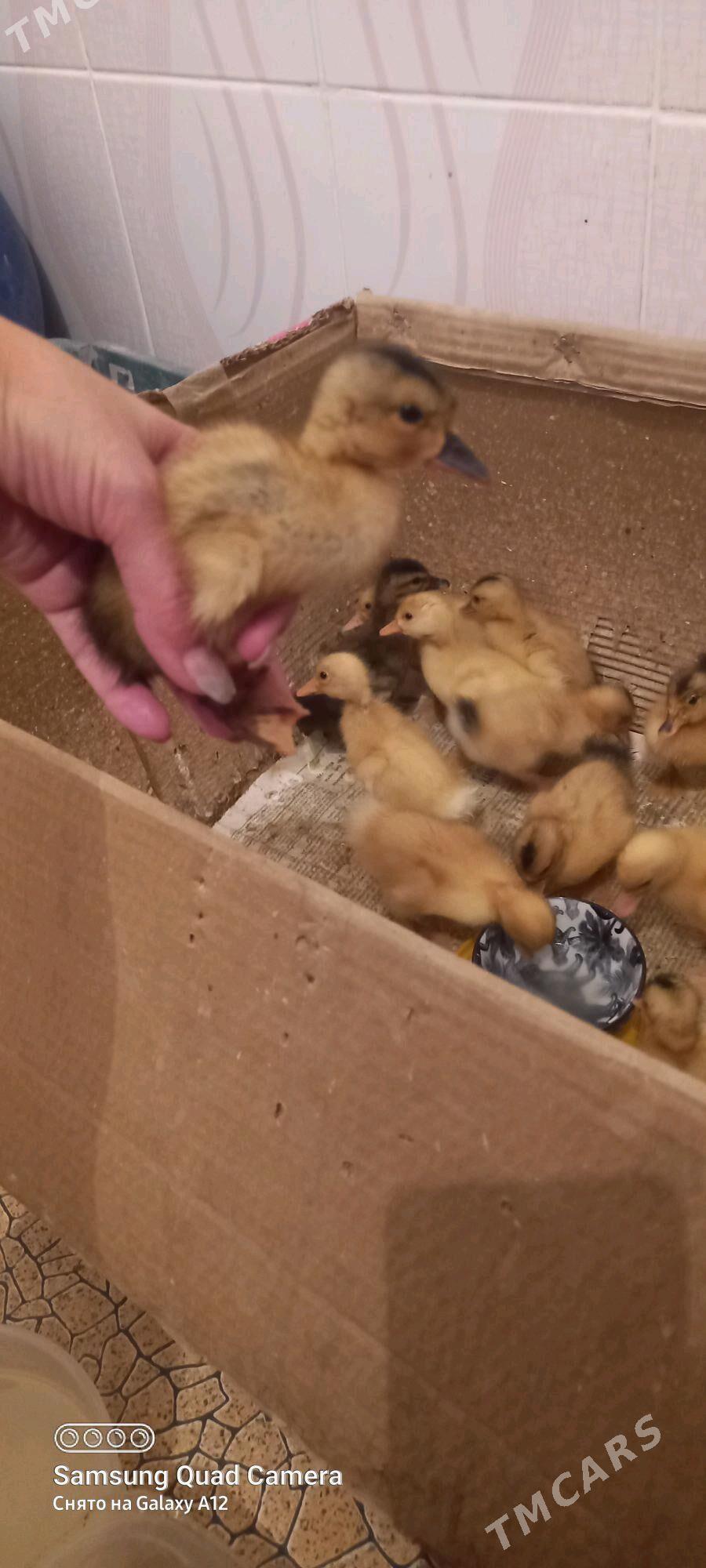 JÜJE GAK GAK - Балканабат - img 1