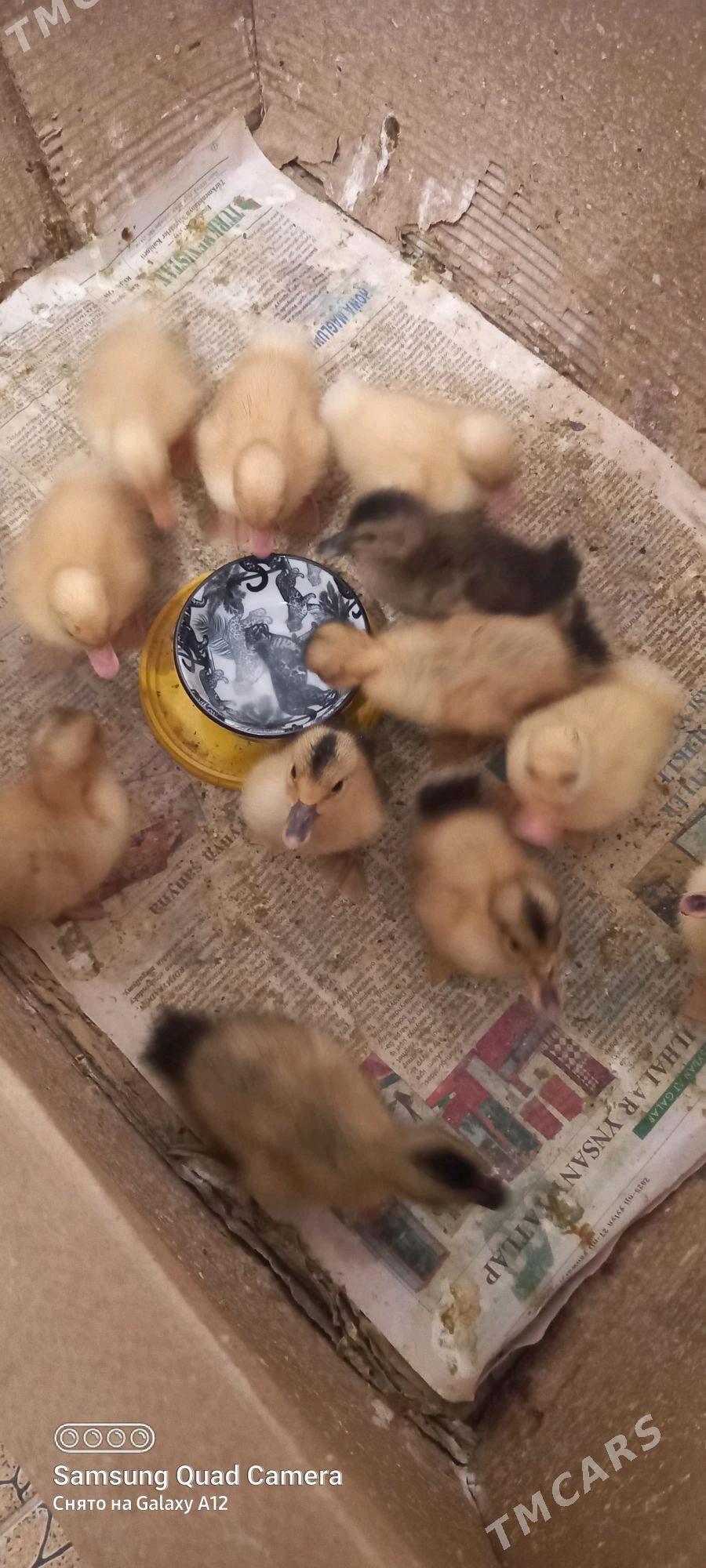 JÜJE GAK GAK - Balkanabat - img 2