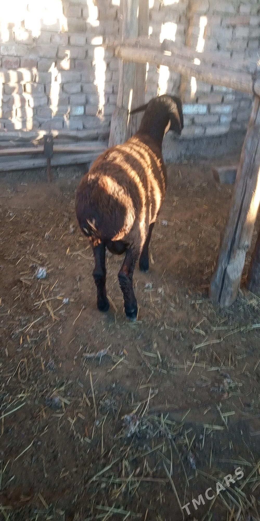 Koçkar goyun - Türkmenabat - img 3