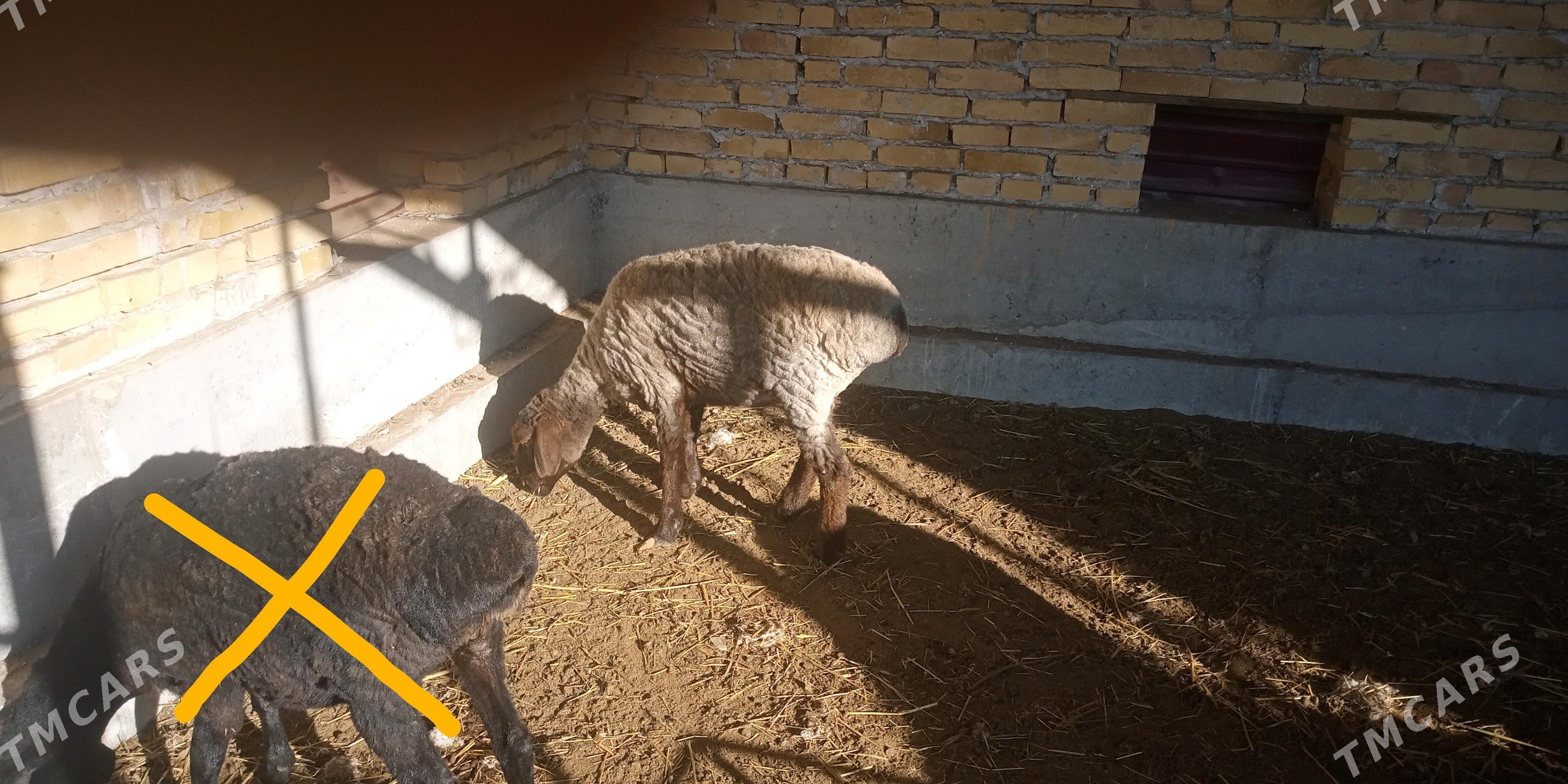 Koçkar goyun - Türkmenabat - img 4