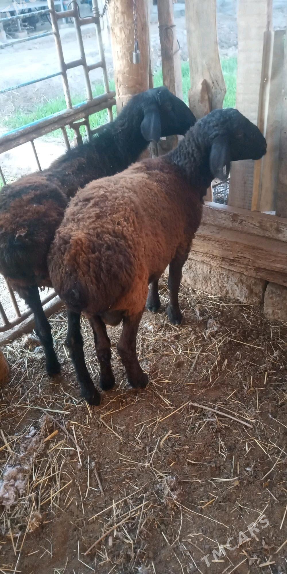 Koçkar goyun - Türkmenabat - img 1