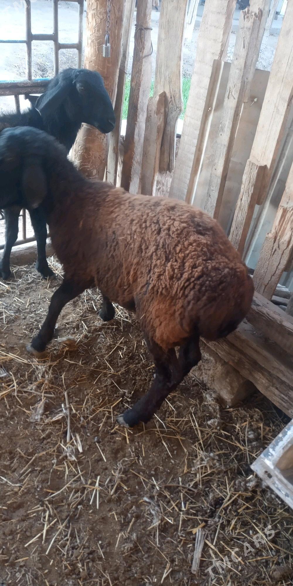 Koçkar goyun - Türkmenabat - img 2