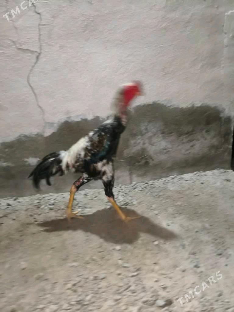 horaz - Mary - img 2