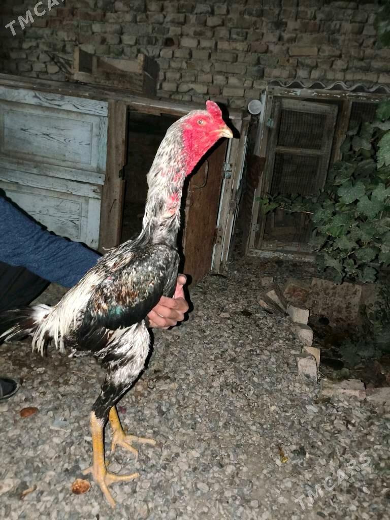 horaz - Mary - img 3