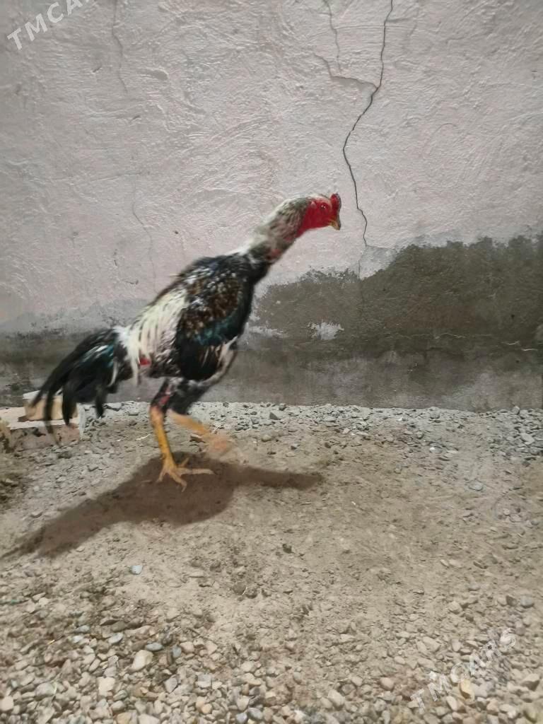 horaz - Mary - img 5