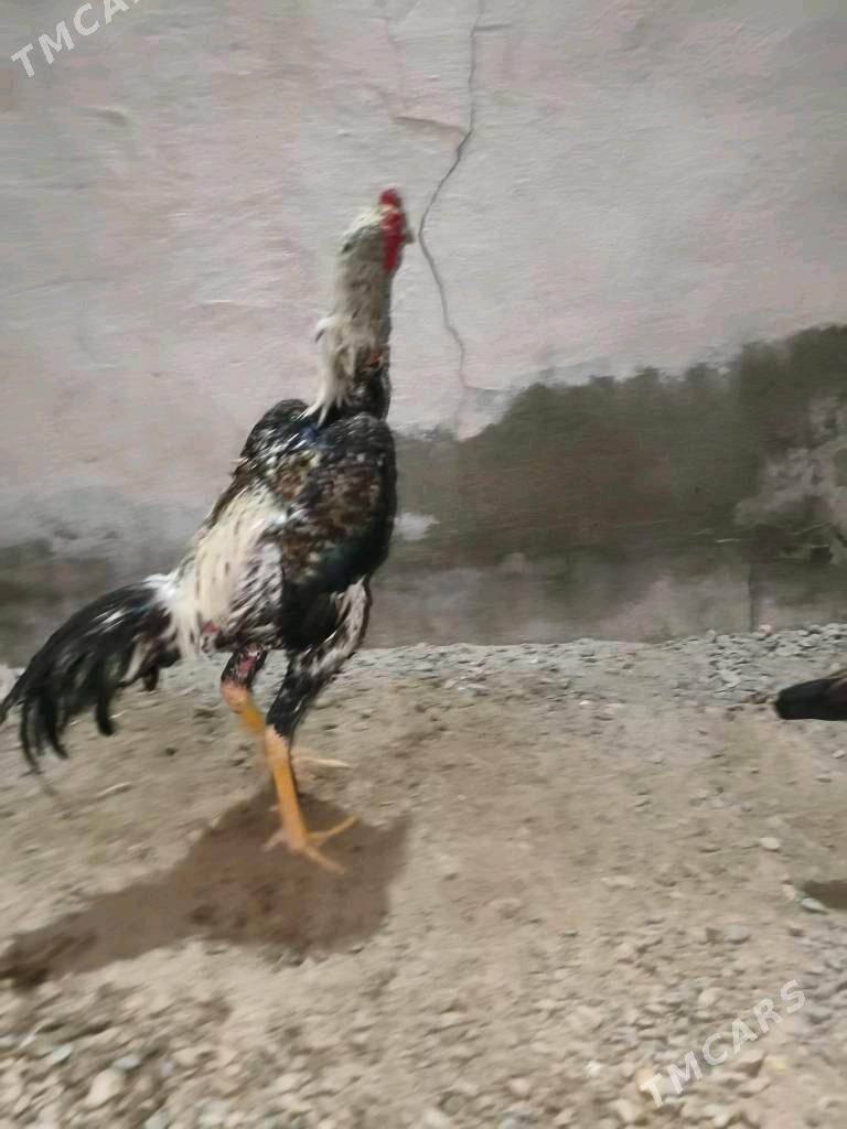 horaz - Mary - img 4