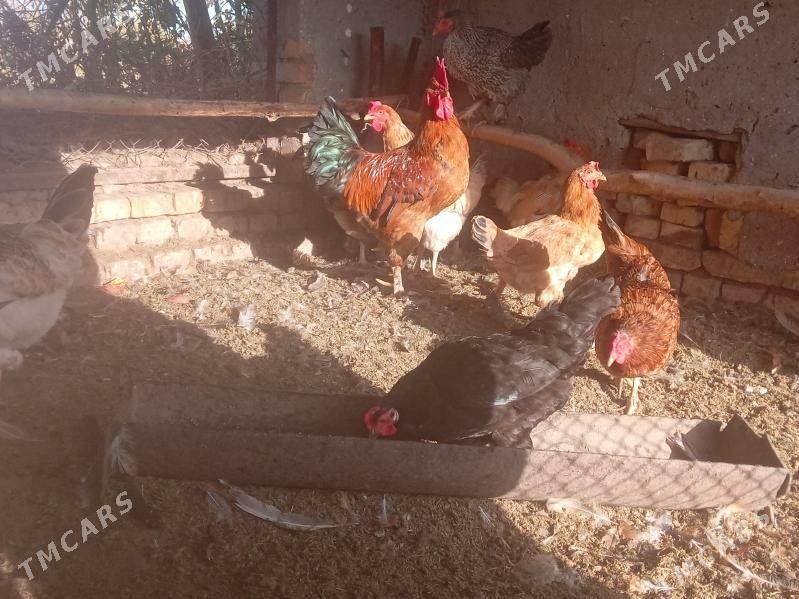 towuklar - Dänew - img 2