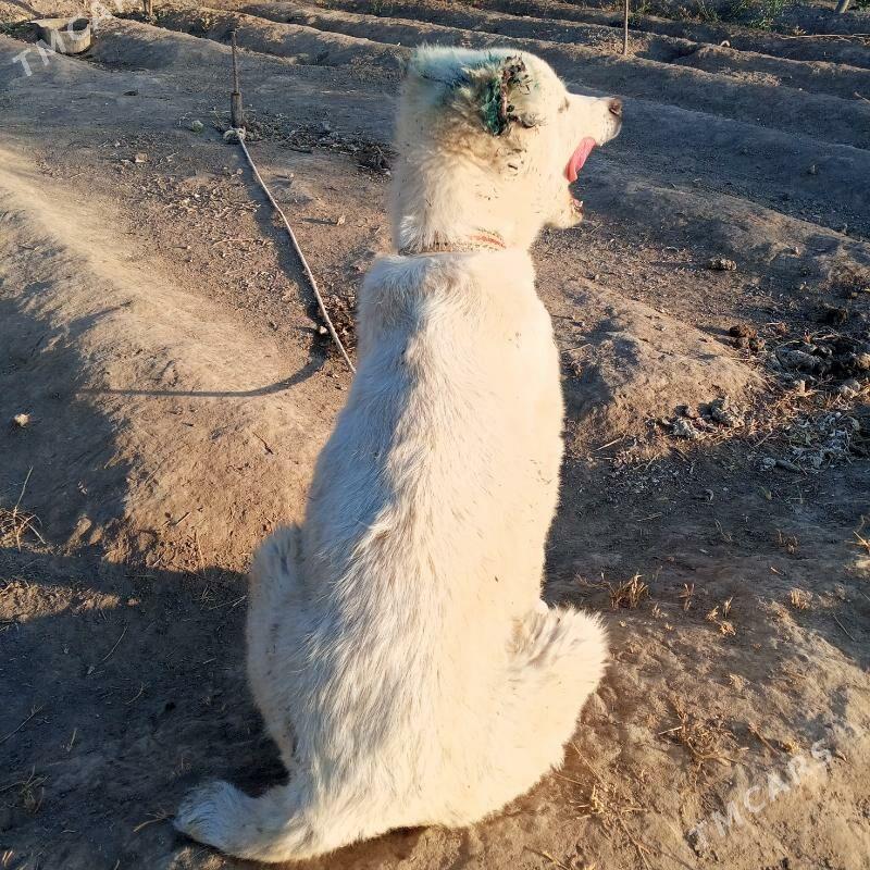 alawaý - Şabat etr. - img 1