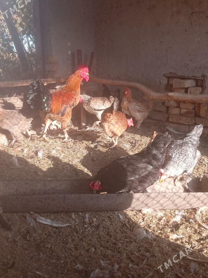 towuklar - Dänew - img 1