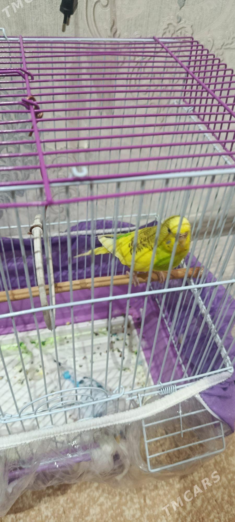 popygay guş - Aşgabat - img 4