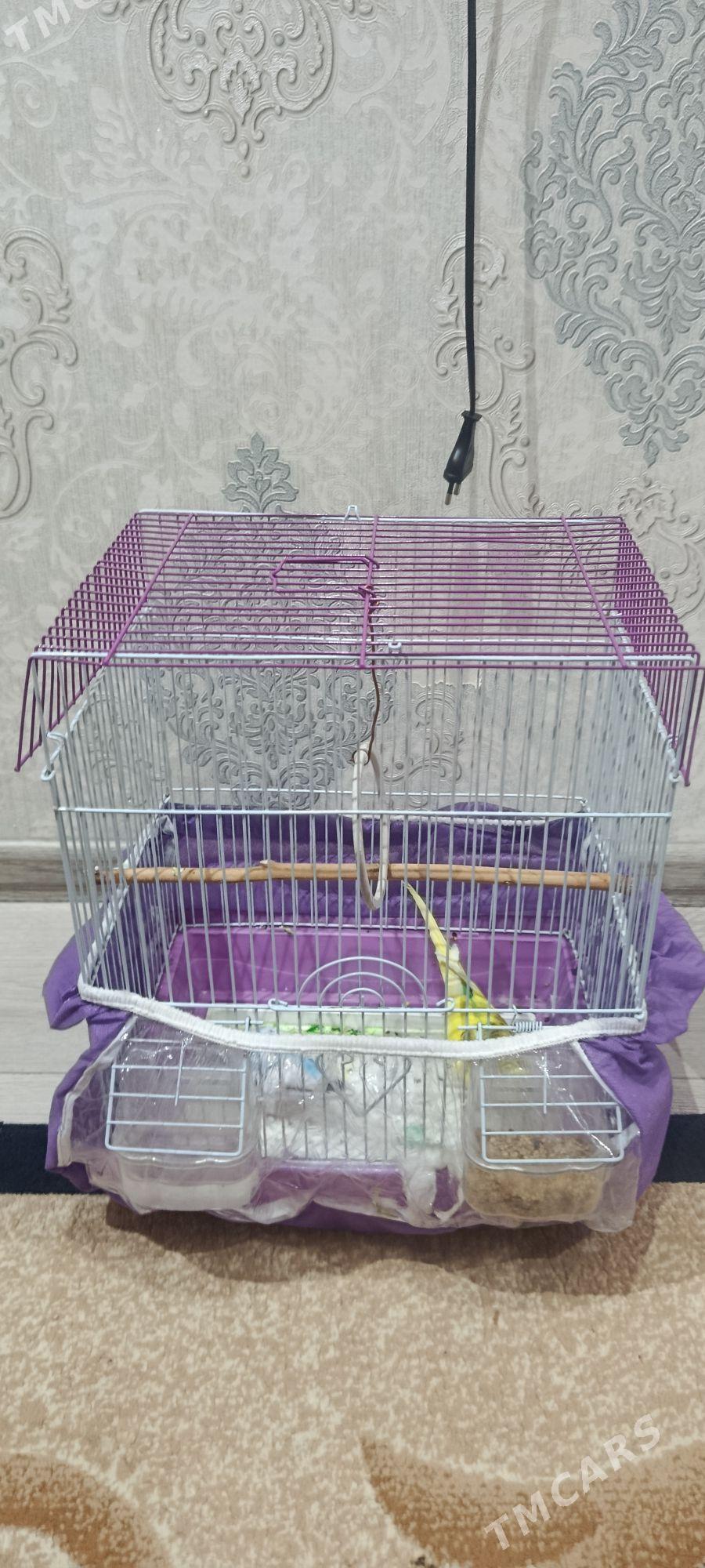 popygay guş - Aşgabat - img 5