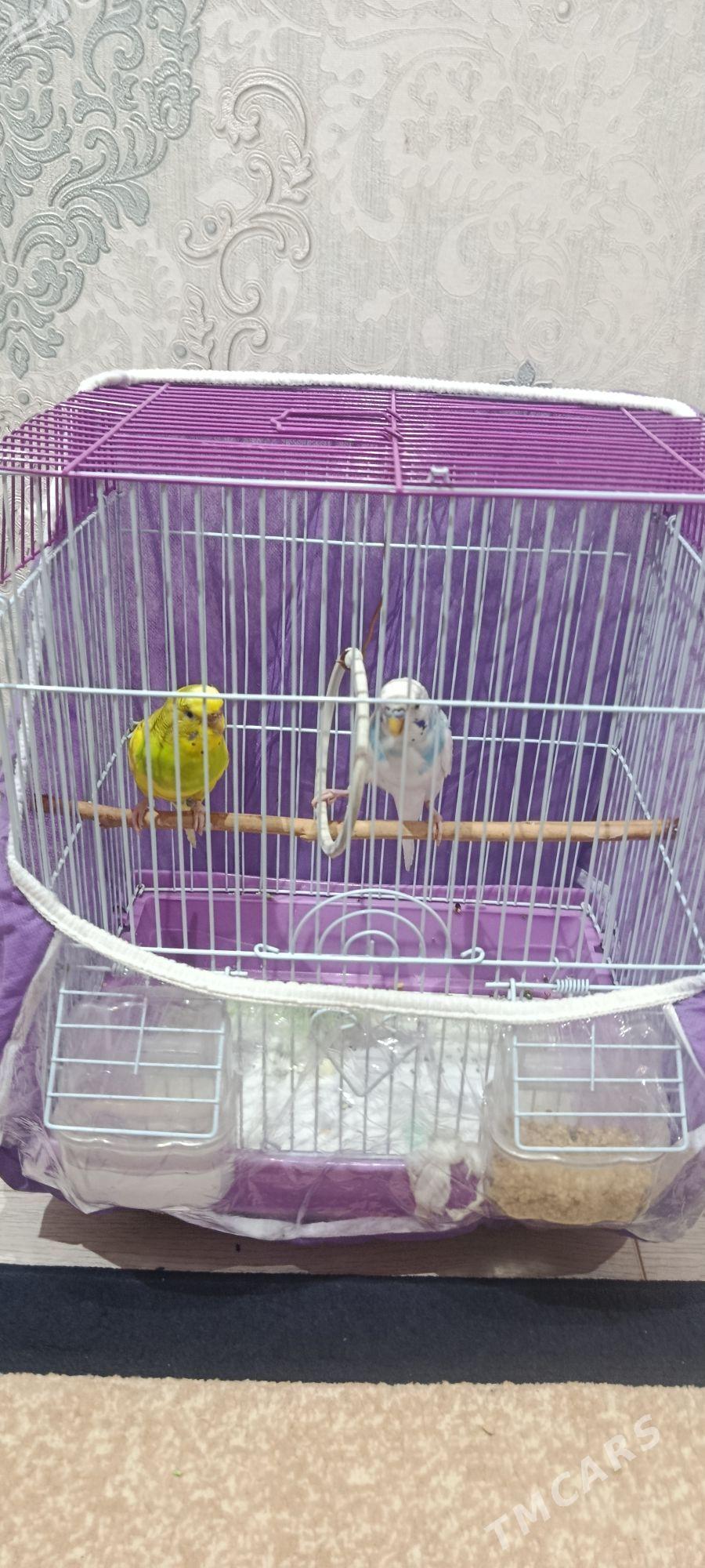 popygay guş - Aşgabat - img 3