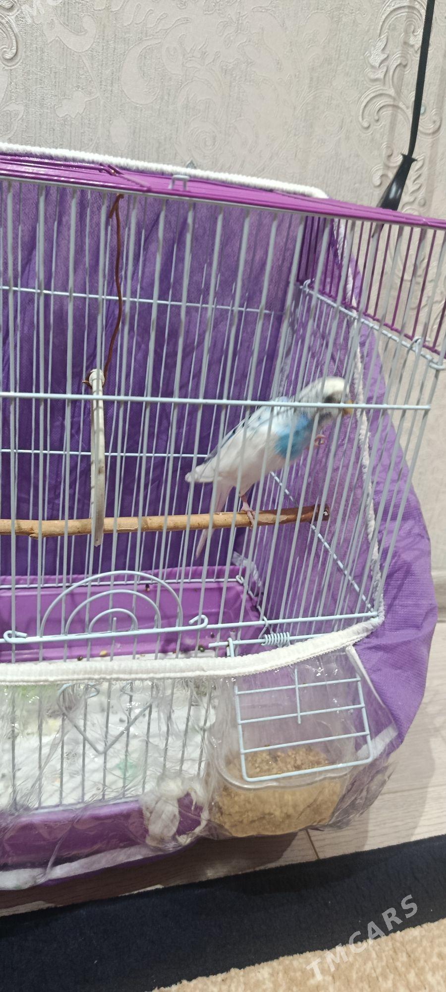 popygay guş - Aşgabat - img 2