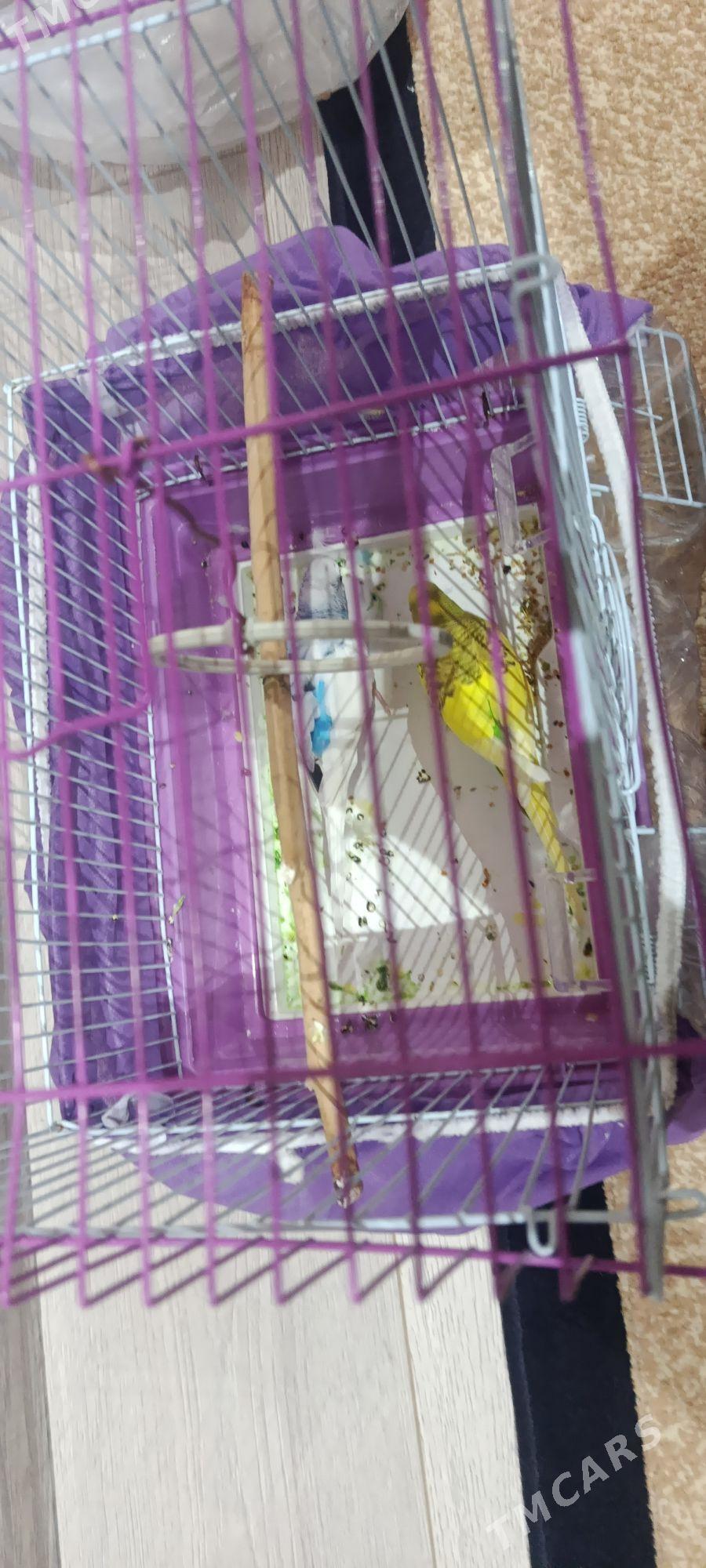 popygay guş - Aşgabat - img 6