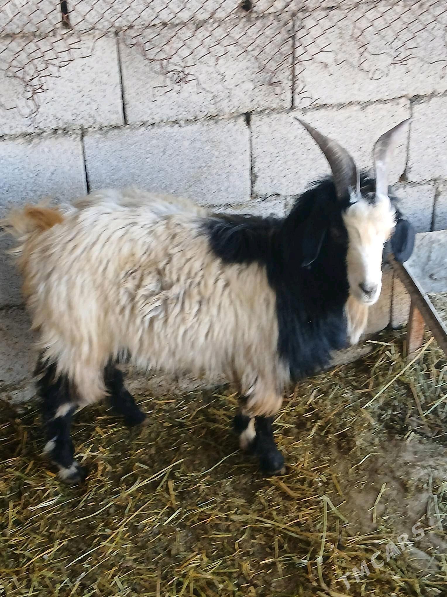 Cewiş - Ýaşlyk - img 2