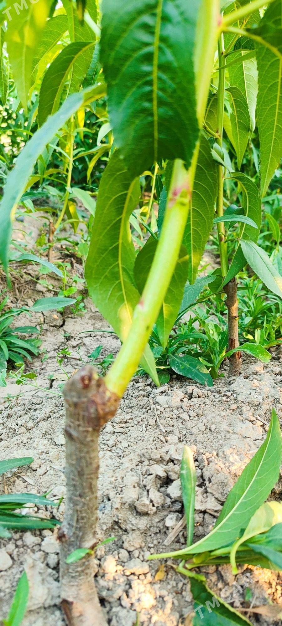 Nahal - Гёкдепе - img 4