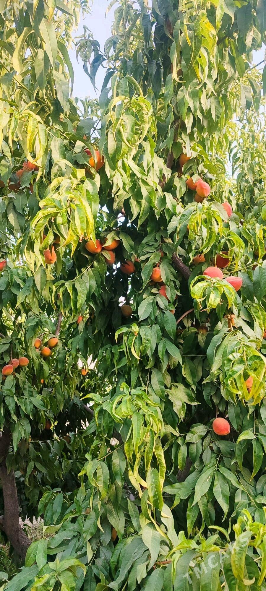 Nahal - Гёкдепе - img 7