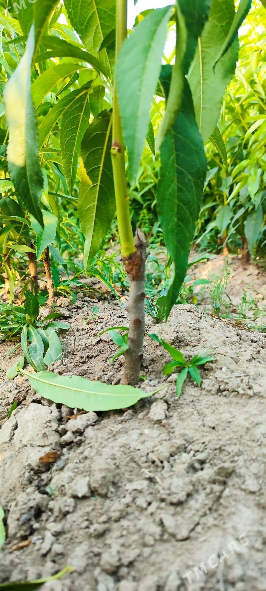 Nahal - Гёкдепе - img 5