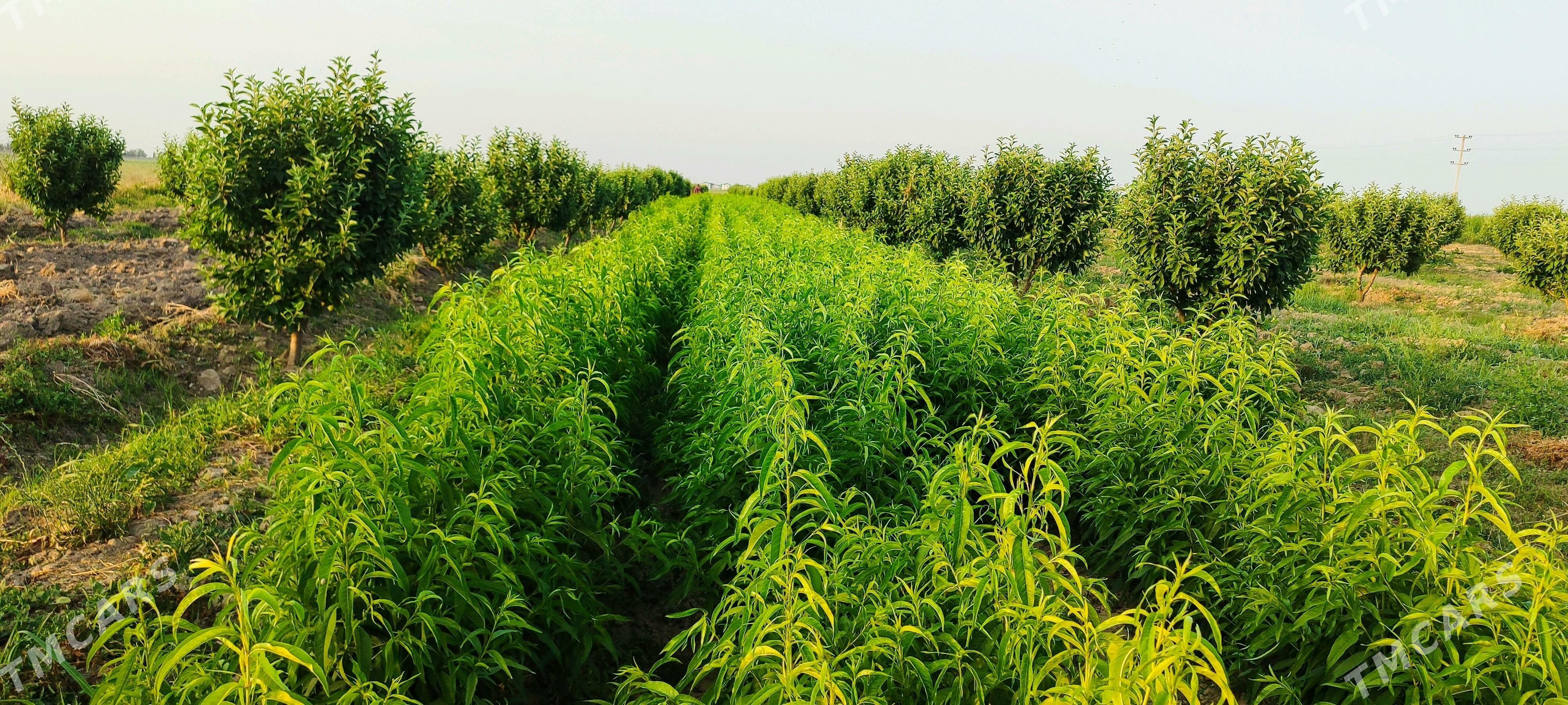 Nahal - Гёкдепе - img 6