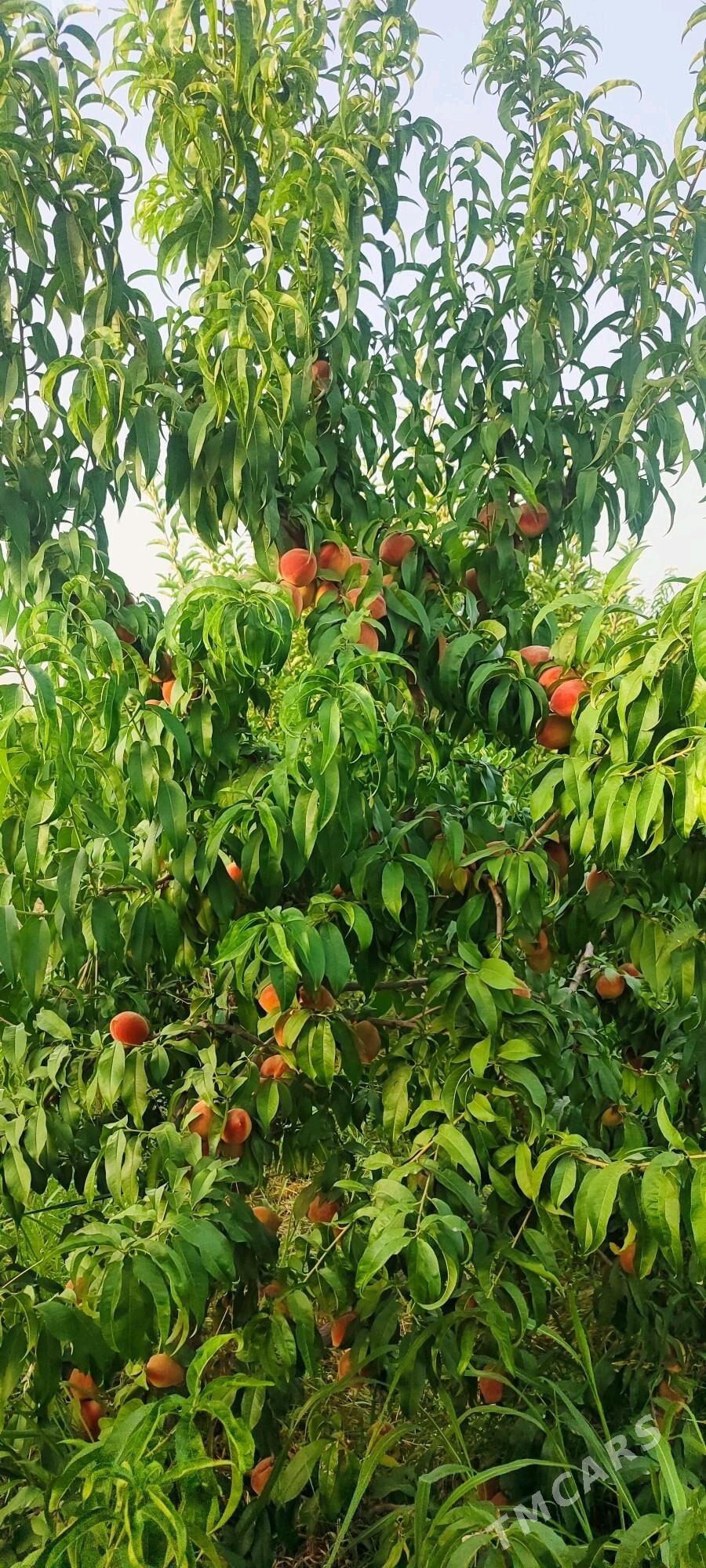 Nahal - Гёкдепе - img 2