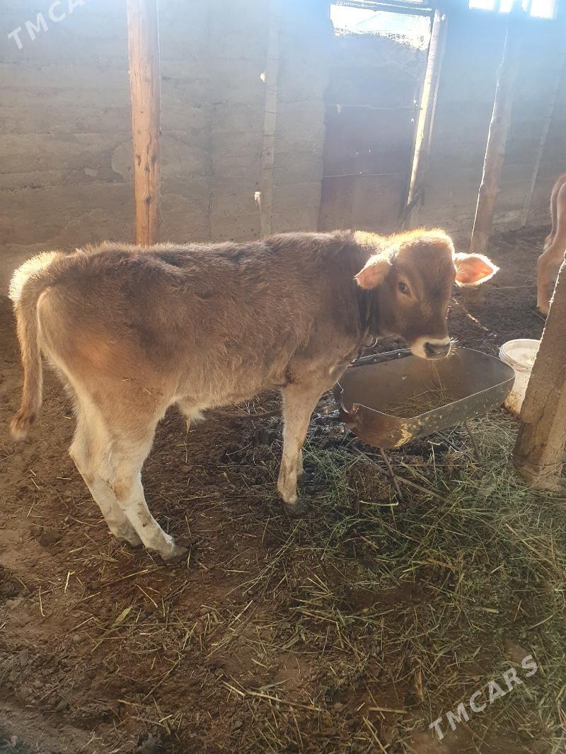 gole - Gökdepe - img 2