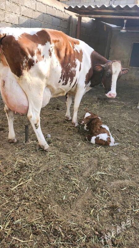 ALSIR OKUZ GOLE - Balkanabat - img 1