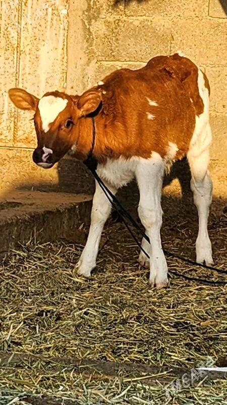 ALSIR OKUZ GOLE - Balkanabat - img 2