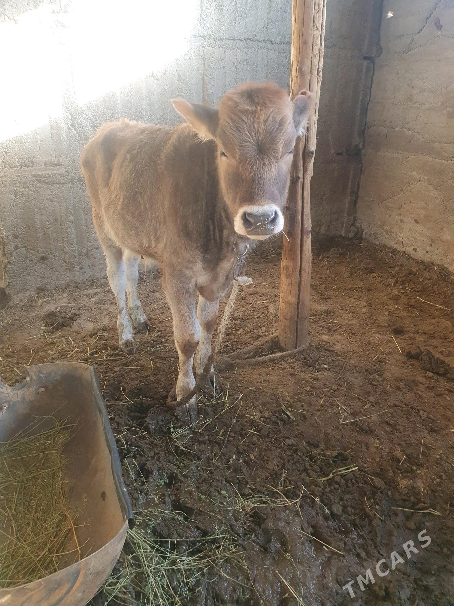 gole - Gökdepe - img 1