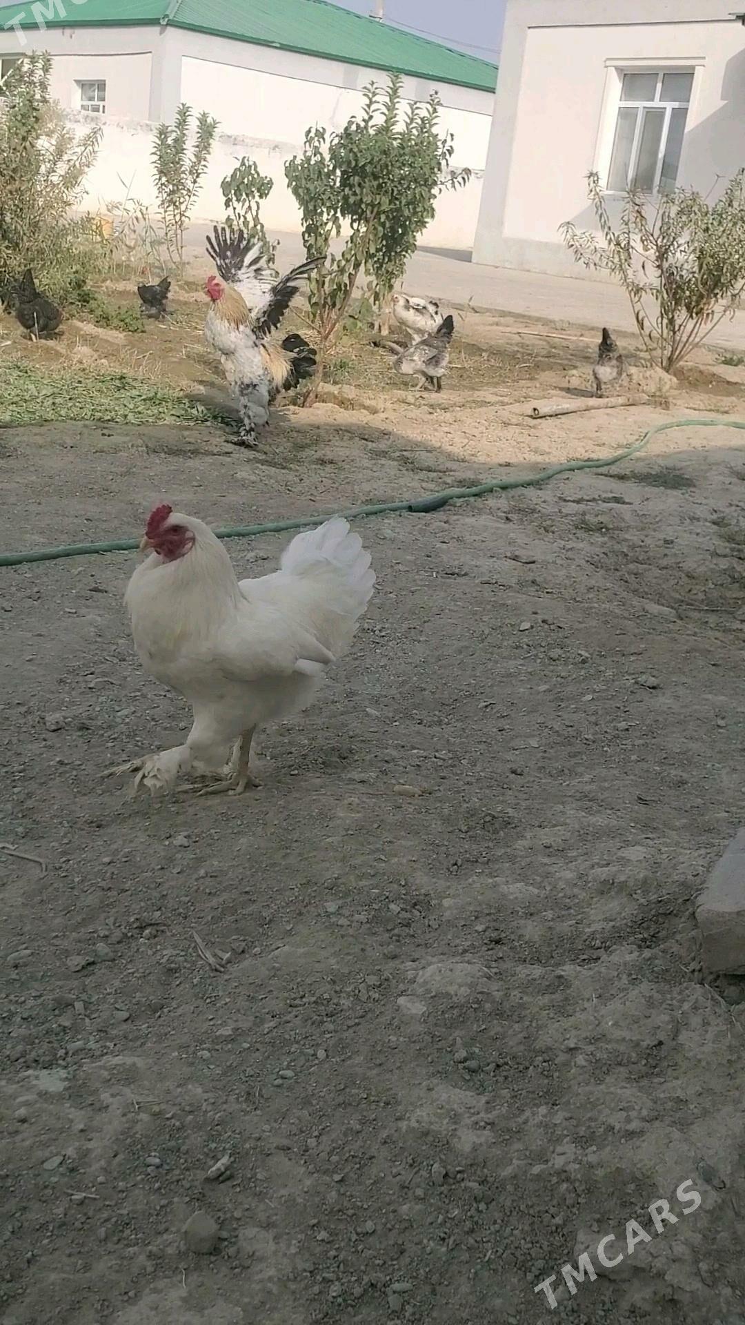 balgar yumurtga - Gökdepe - img 2