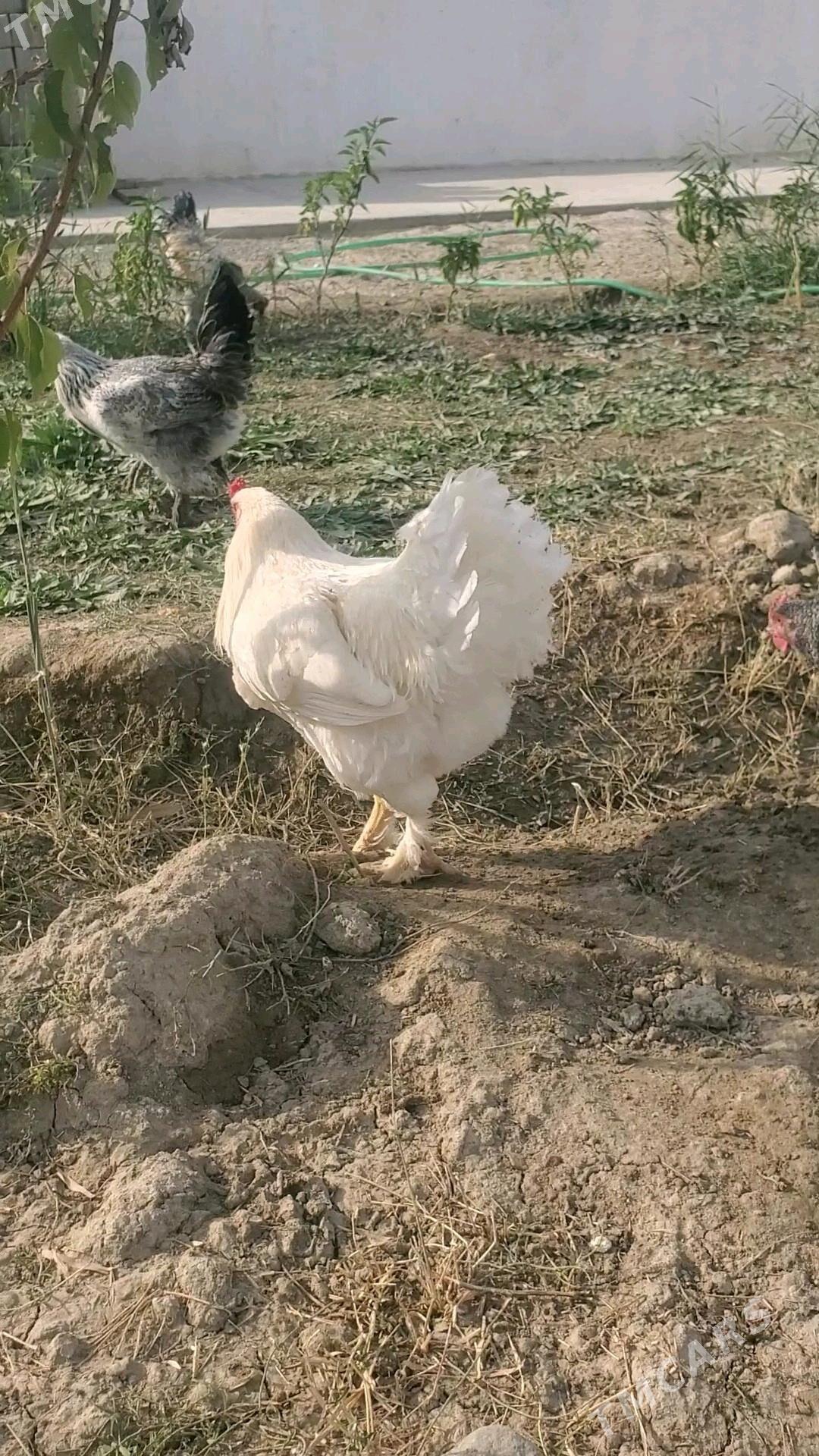 balgar yumurtga - Gökdepe - img 3