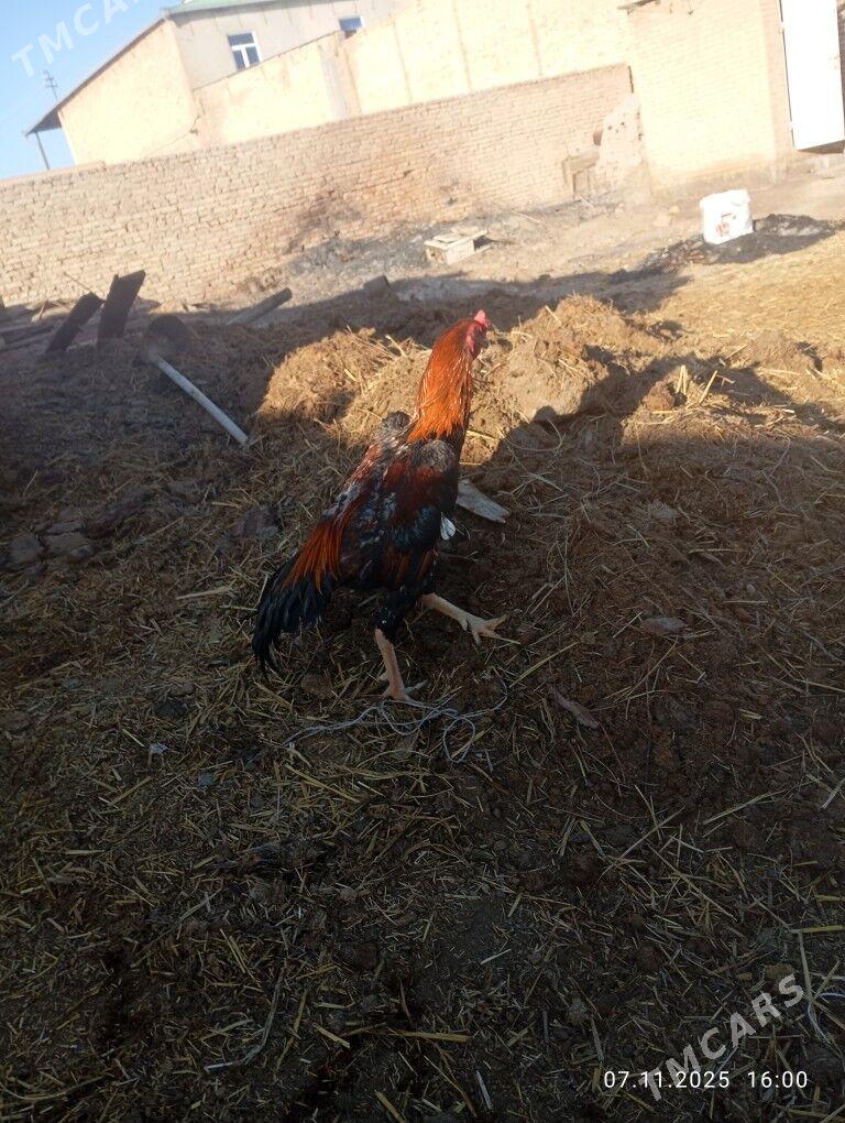 хораз - Türkmenabat - img 2