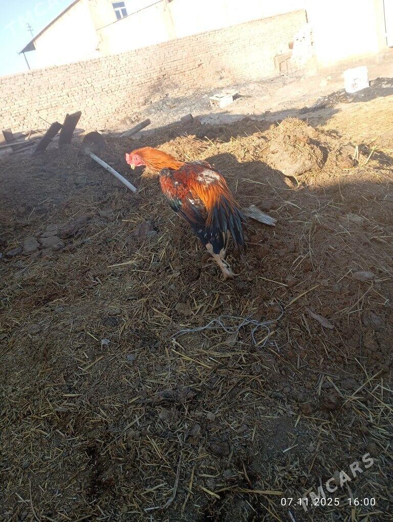 хораз - Türkmenabat - img 3