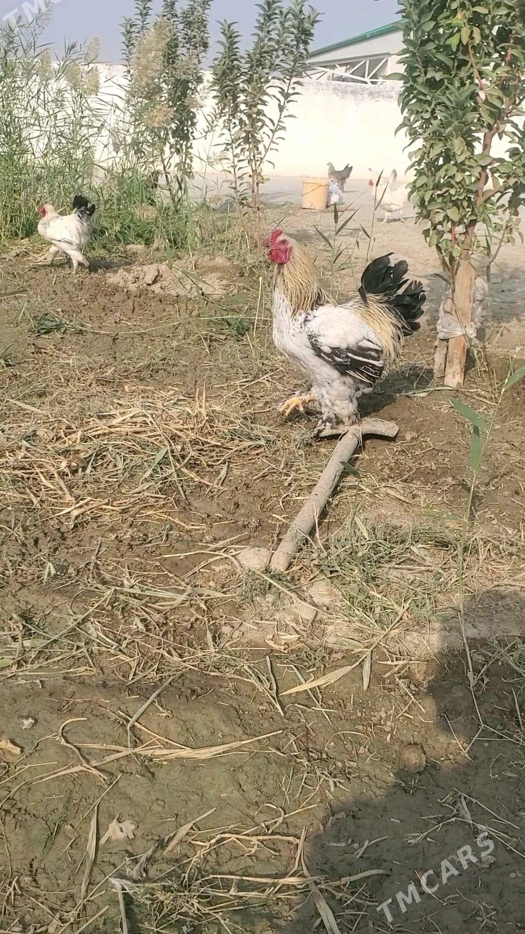 balgar yumurtga - Gökdepe - img 4