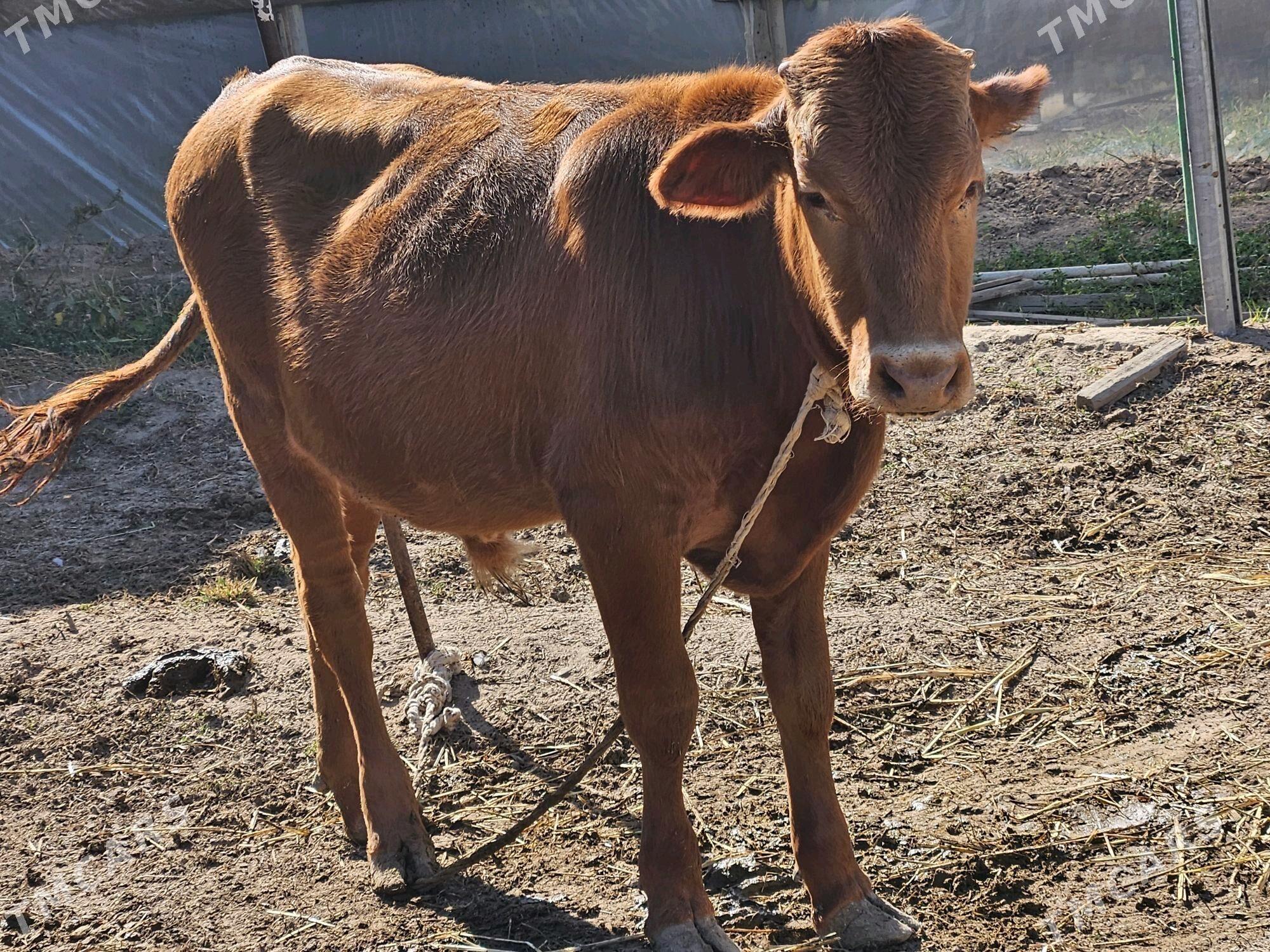 okuz - Aşgabat - img 1