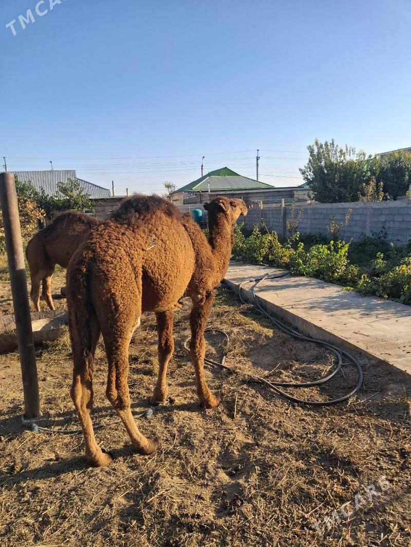Ogşuk - Herrikgala - img 3