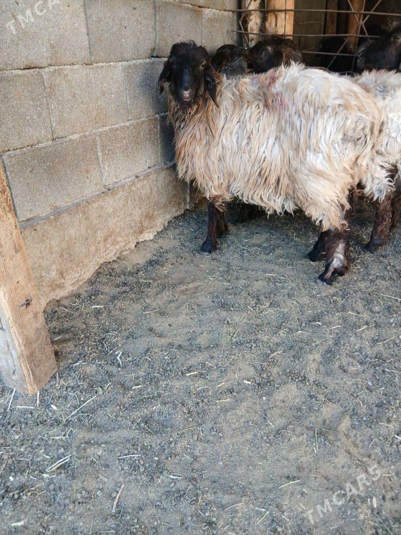 Goyun tokly - Garadamak Şor - img 1