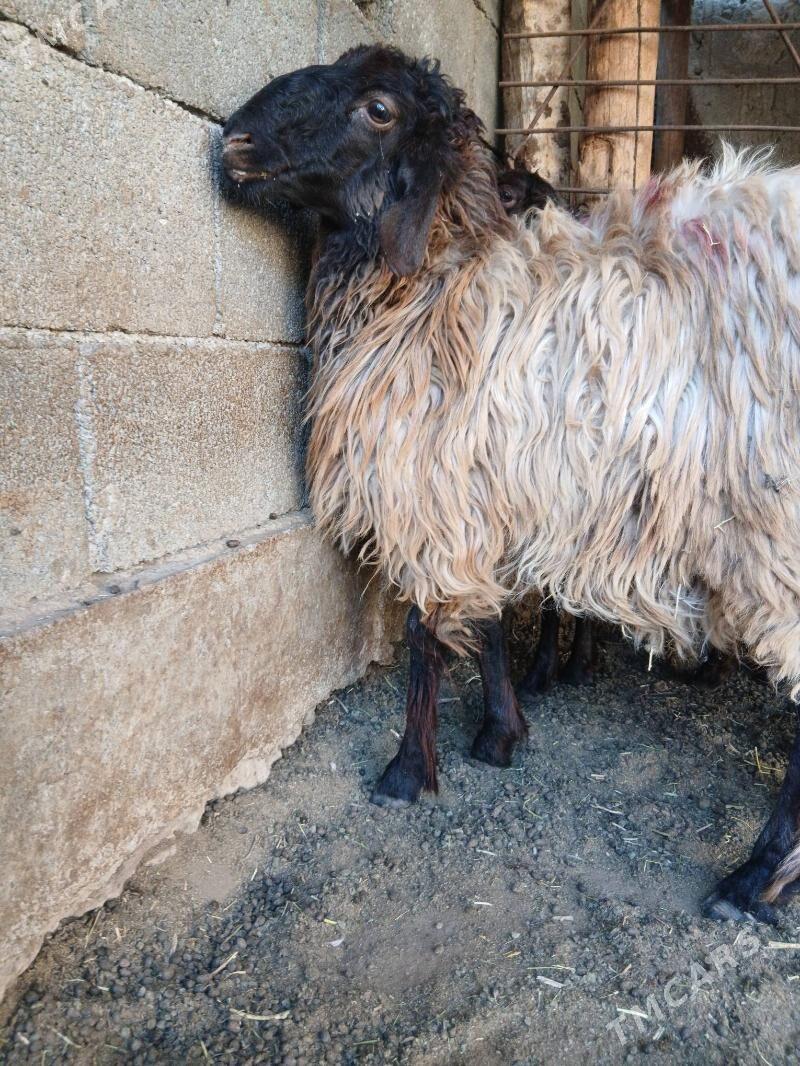 Goyun tokly - Гарадамак Шор - img 3