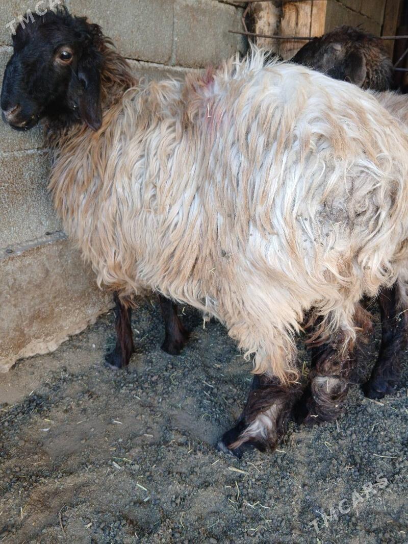 Goyun tokly - Гарадамак Шор - img 2