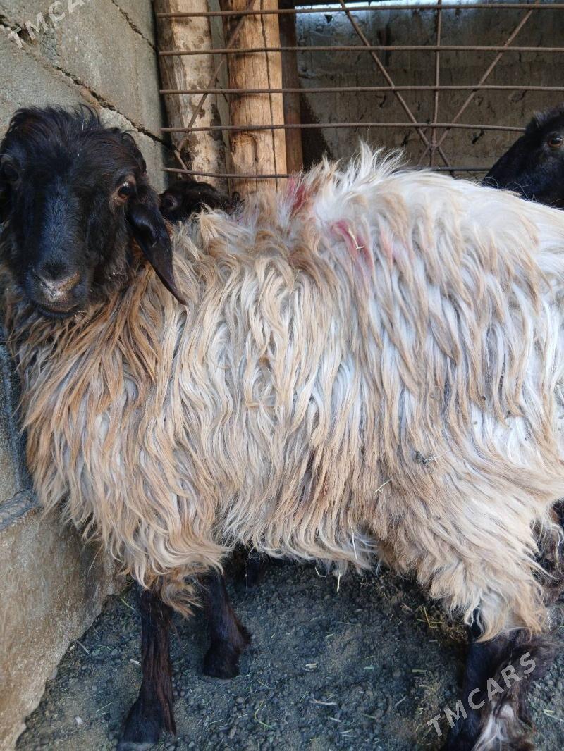 Goyun tokly - Гарадамак Шор - img 4