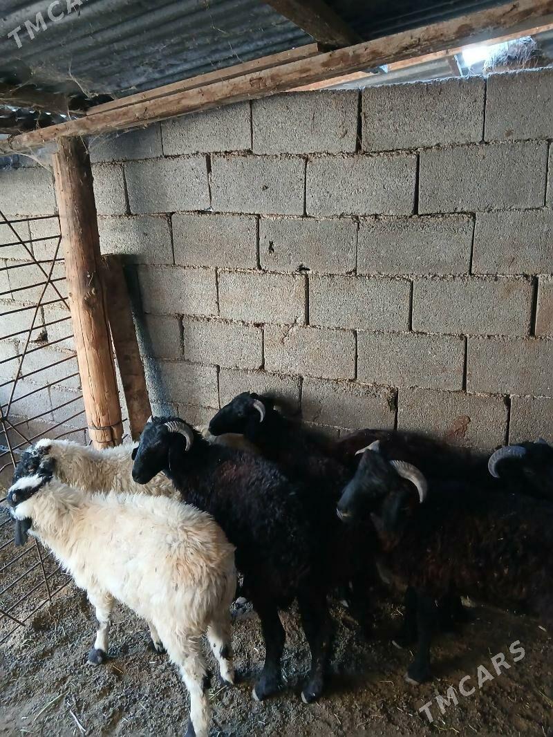 Goyun Garkol - Garadamak Şor - img 3